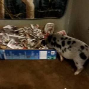 Meet your Posher, Alisha